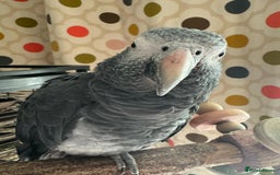 Parrots birds for sale: Timneh parrot male  - Image 2