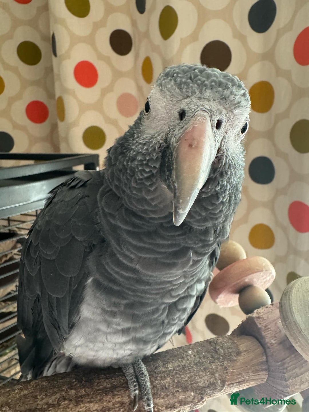 Parrots birds for sale: Timneh parrot male  - Image 2