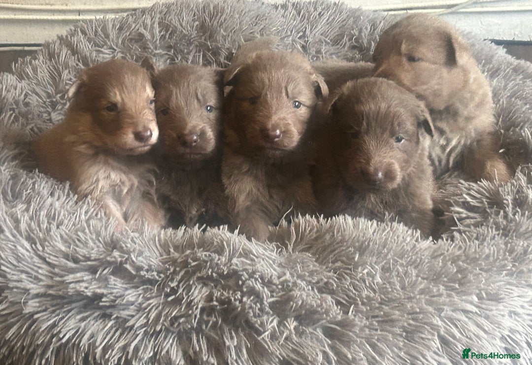 German Shepherd dogs for sale: Isabella German shepherd puppies - Image 1