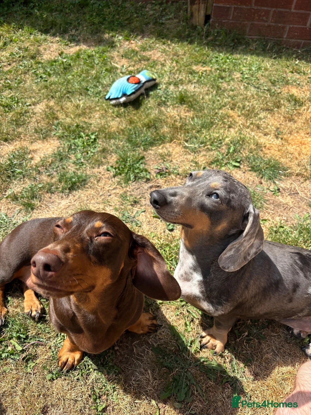 Dachshund dogs for sale: Ted & Milo - Advert 12