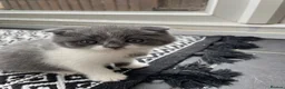 Scottish Fold cats for sale: 3 Kittens Mixed Scottish Fold/British Shorthair in March - Advert 2
