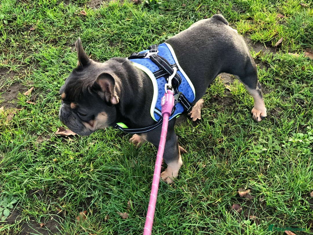 French Bulldog dogs for stud: KC French Bulldog for Stud  - Advert 2