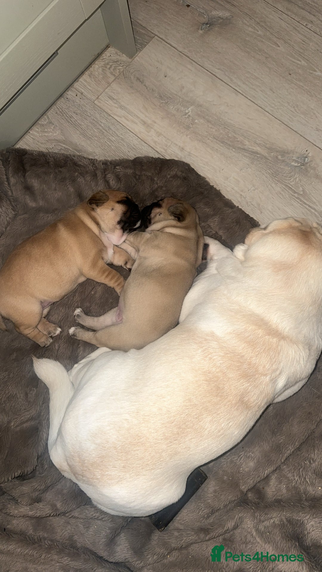 Frug dogs for sale: Female Frugs looking for forever home - Advert 6