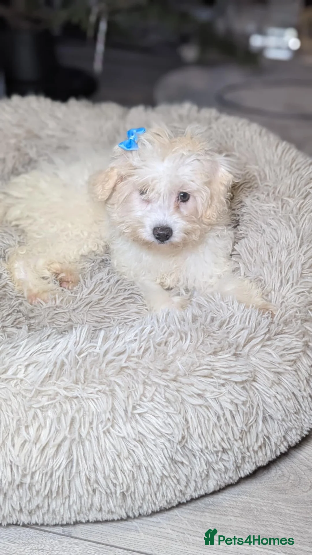 Maltipoo dogs for sale: Dominic C - Advert 2