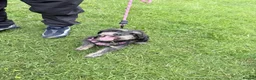 Shorkie dogs for sale: Female shorkie - Advert 3