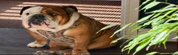 English Bulldog dogs for sale: Puppies Due 21st September Waiting List Now Open  - Advert 4