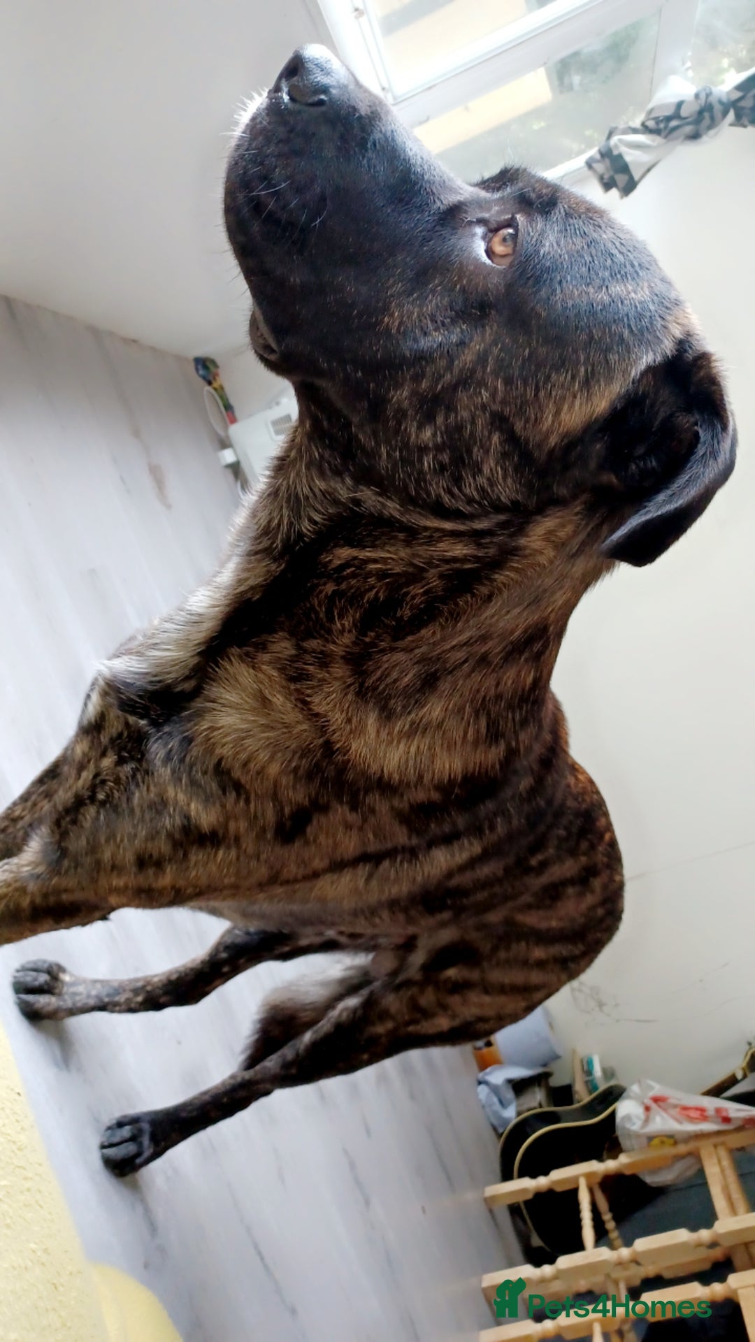 Mixed Breed dogs for stud: Hamish is looking for a lady!  - Advert 1