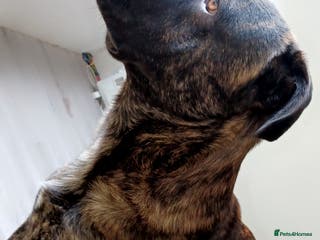 Mixed Breed dogs Hamish is looking for a lady! - Advert 1