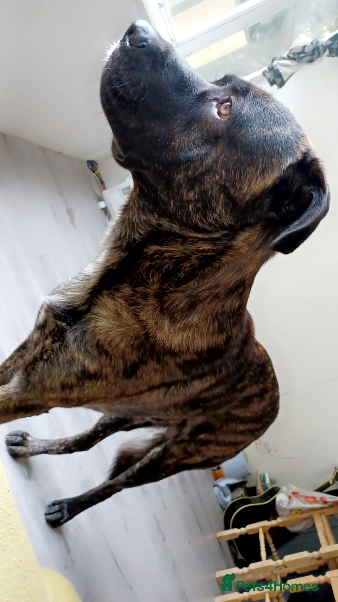 Mixed Breed dogs for stud: Hamish is looking for a lady!  - Advert 1