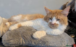 Maine Coon cats for sale: Maine Coon Kittens - Image 23