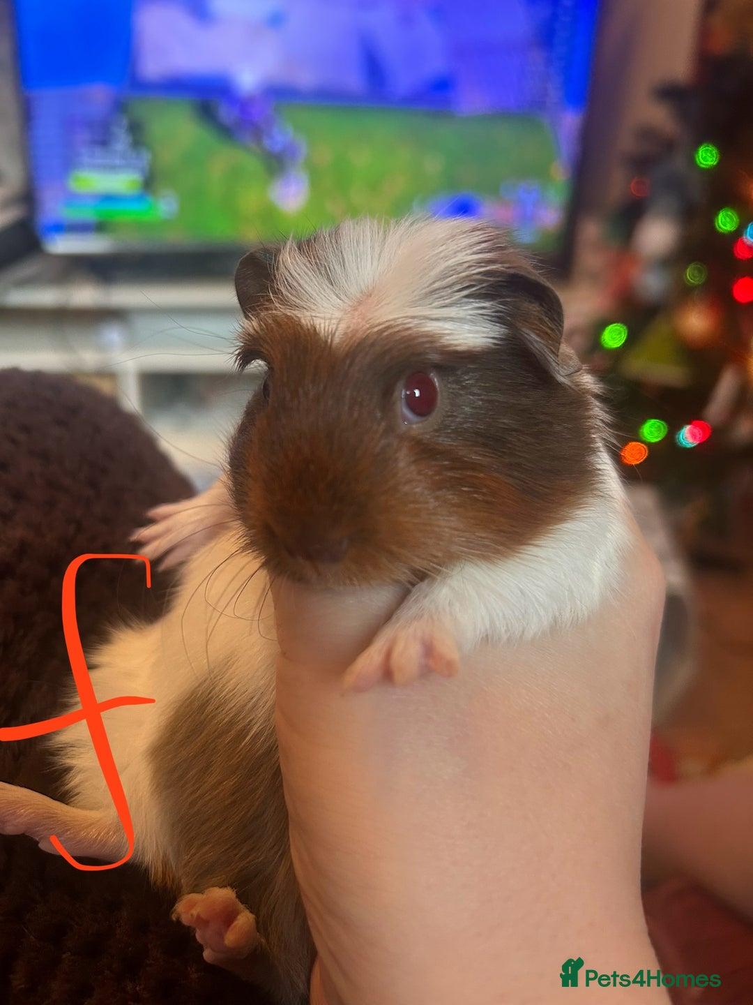 Guinea Pig rodents for sale: Litter of Guinea Pigs  - Advert 6