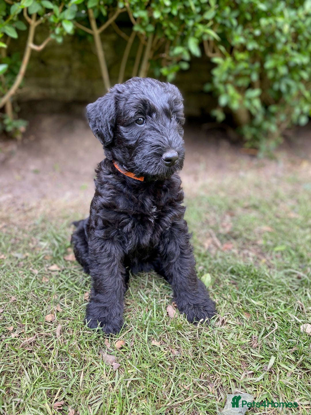 Thirsk Blue Cross Dogs Home Near Me Blue Cross Dog Rescue Centres