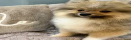 Pomsky dogs for sale: Stunning  **  Pomsky Boy - Advert 3