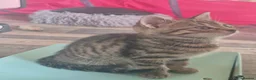 Domestic Shorthair cats for sale: Mackerel Tabby kittens (ready now) - Advert 4