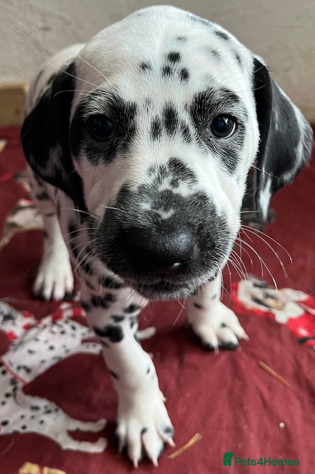 Dalmatian dogs for sale: Stunning Dalmatian puppies KC reg show winners - Advert 35