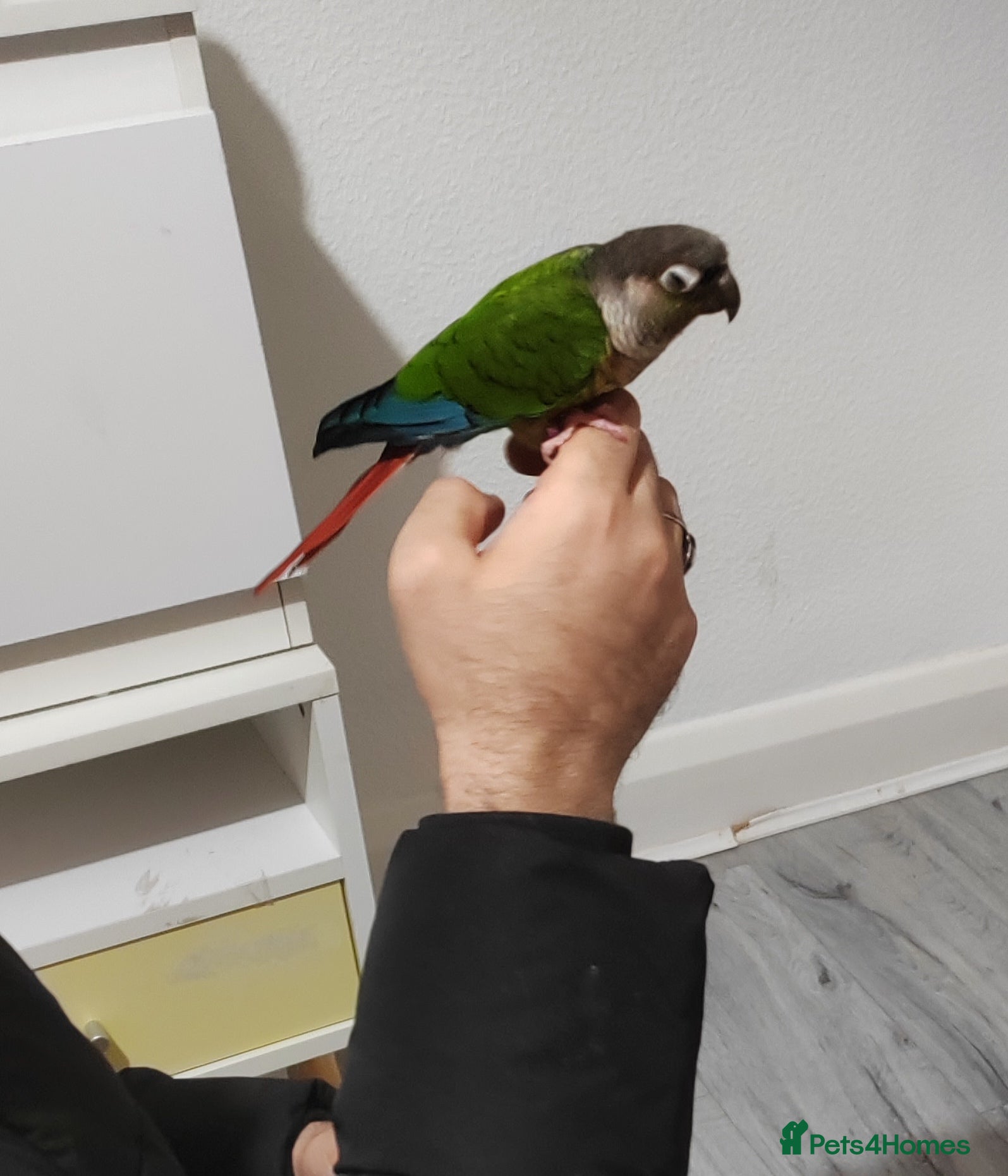 Finches birds Hand tame green cheek conure - Advert 5