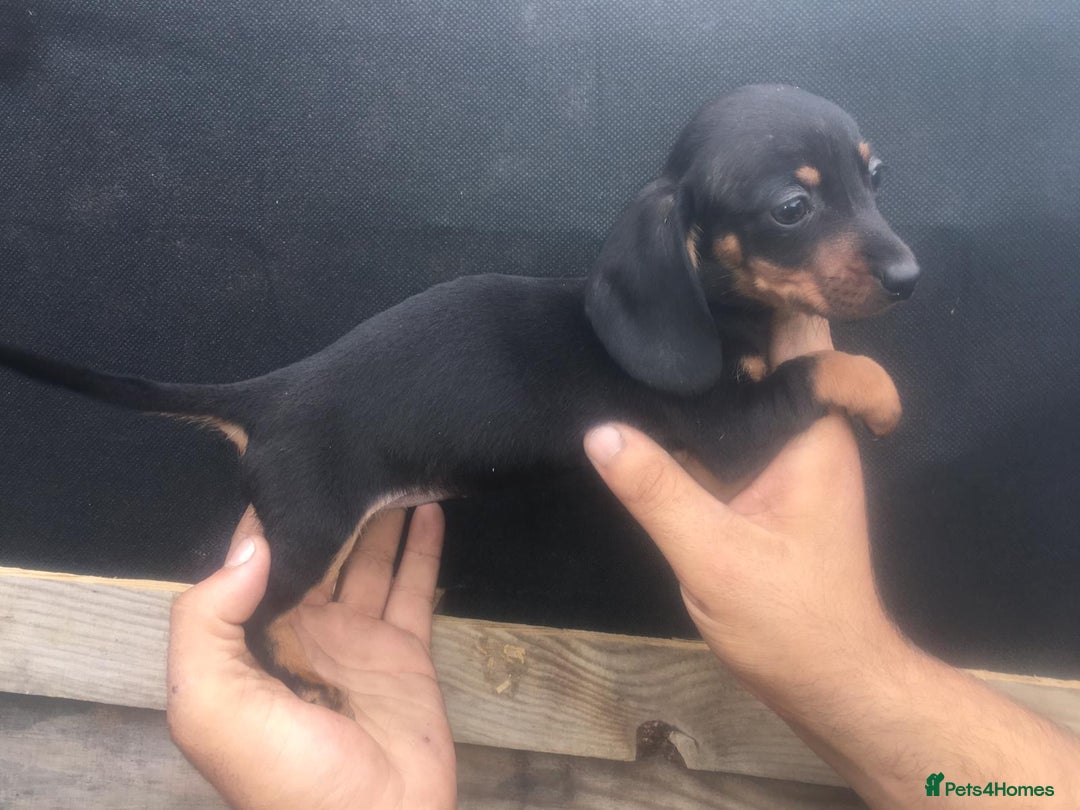 Dachshund dogs for sale: Ready now 5 miniature dashound    - Image 11