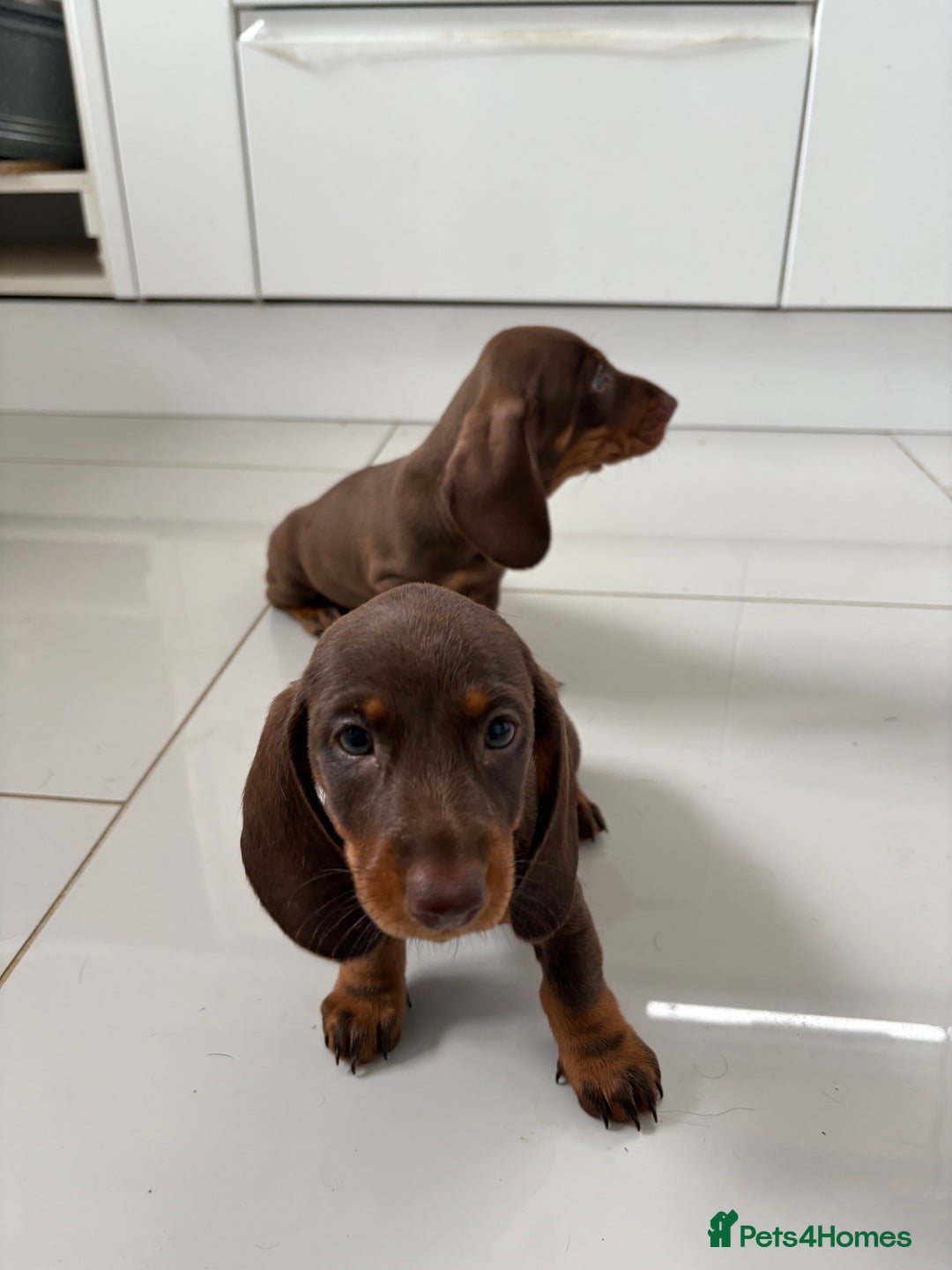 Miniature Dachshund dogs for sale: 3 Beautiful miniature dachshund pups - Advert 3