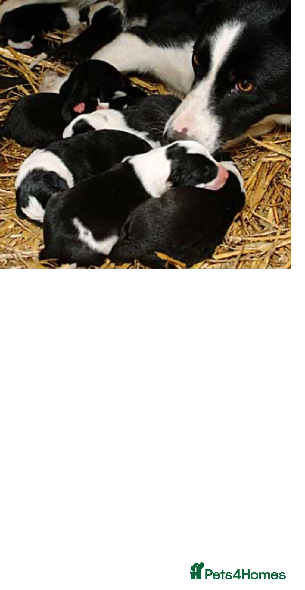 Border Collie dogs Female border collie pup - Advert 3