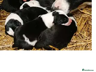 Border Collie dogs Female border collie pup - Advert 1