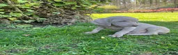 Weimaraner dogs for sale: Quality KC Reg health tested Weimaraner Puppies - Advert 19