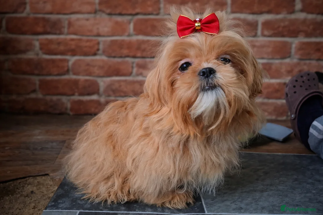 Shih Tzu dogs for sale: 💜 Imperial Shih Tzu – Lavender Apricot Girl KC - Advert 2