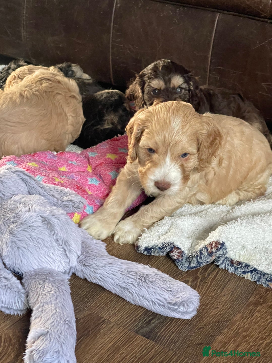Cockapoo dogs for sale: Adorable F1 Cockerpoo puppies - Image 2