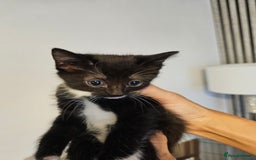 Mixed Breed cats for sale: Kittens  - Image 6