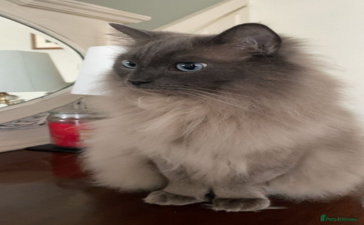 Ragdoll cats - Advert 4