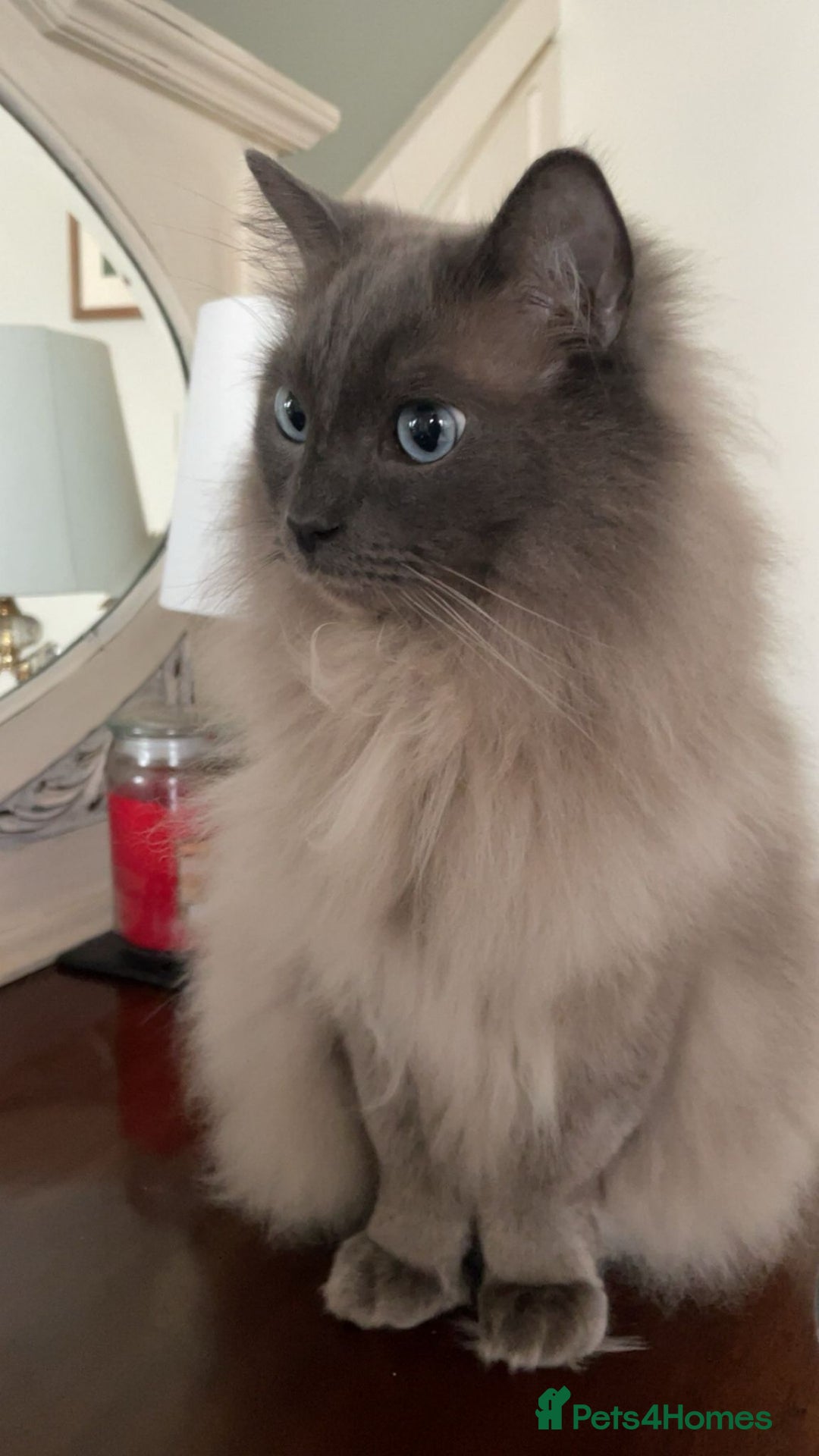 Ragdoll cats for sale: 5-year-old male Ragdoll  - Image 1