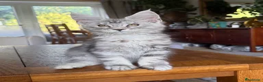 Maine Coon 8