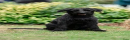 Giant Schnauzer dogs for sale: Luna, Giant Schanuzer  in Langport - Advert 10