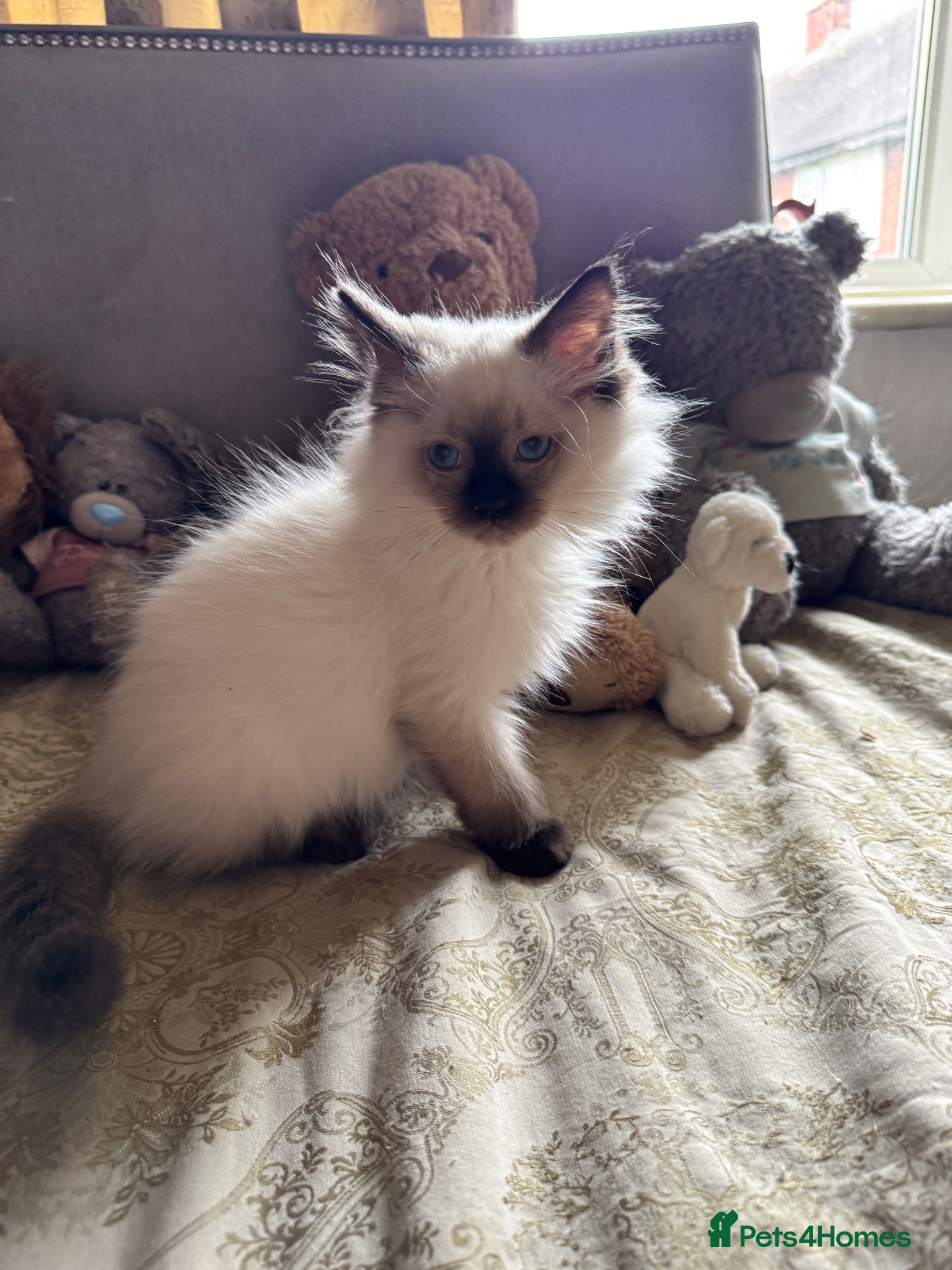 Ragdoll cats Stunning Ragdoll kittens - Advert 1