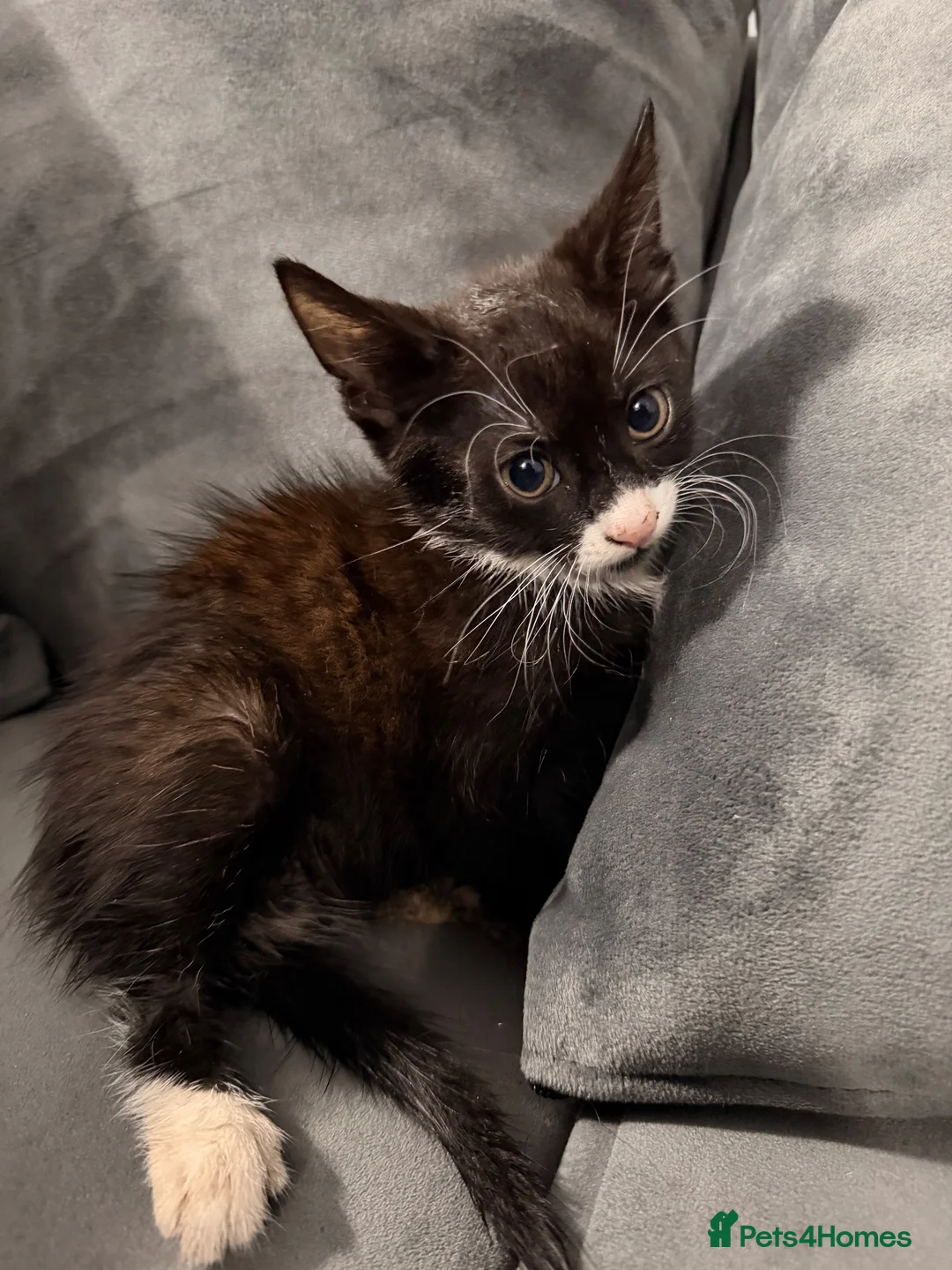Mixed Breed cats for sale: Beautiful Black & White Kittens Ready Now 🐾 - Advert 2
