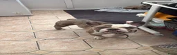 Mixed Breed dogs for sale: Pocket bully puppies  in Stoke-on-Trent - Advert 13
