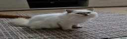 British Shorthair cats for sale: Lilac point boy British Shorthair Longhair - Advert 2