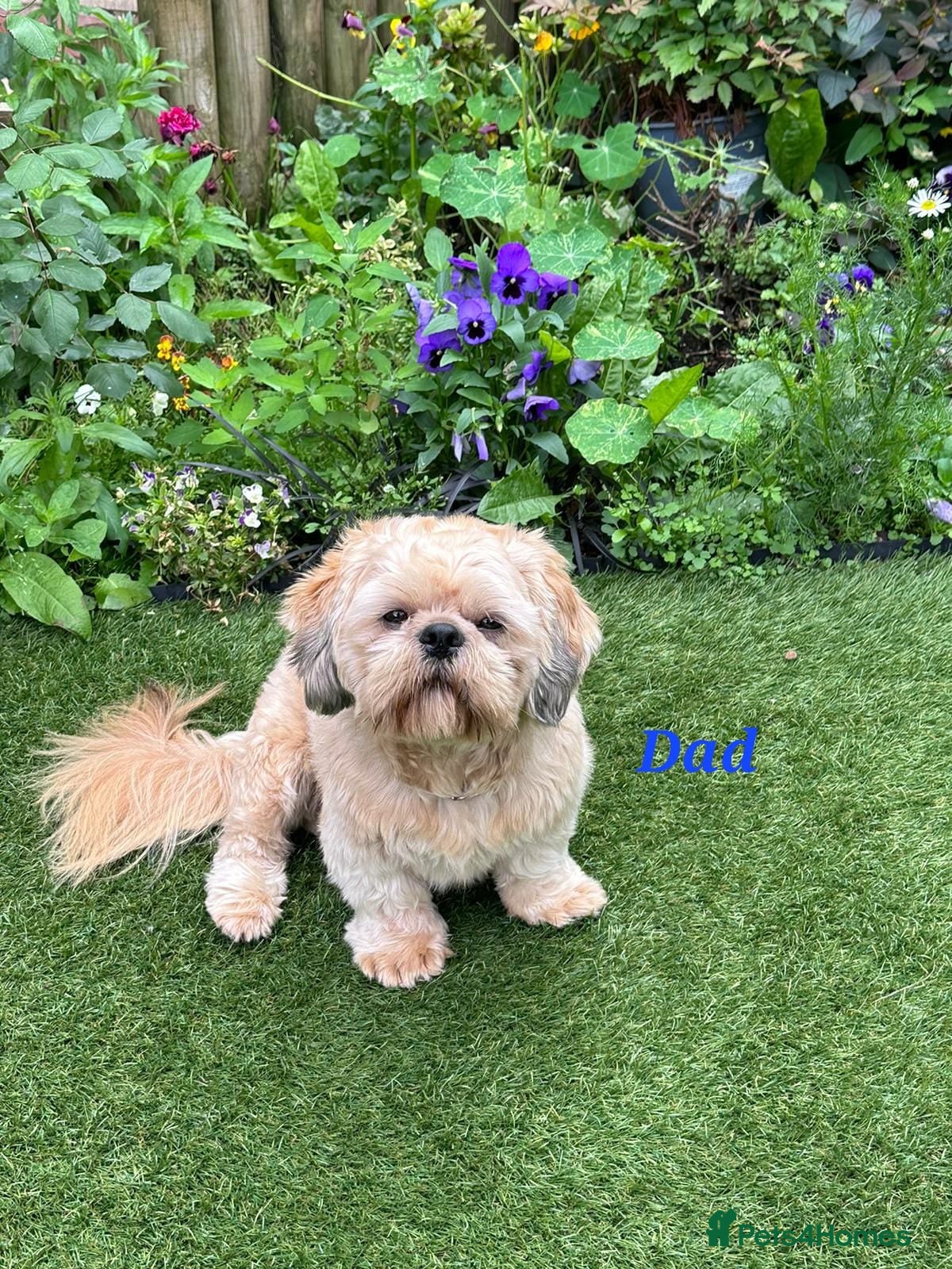 Shih Tzu dogs  💞 QUALITY STANDARD SHIH TZU 💕 - Advert 2