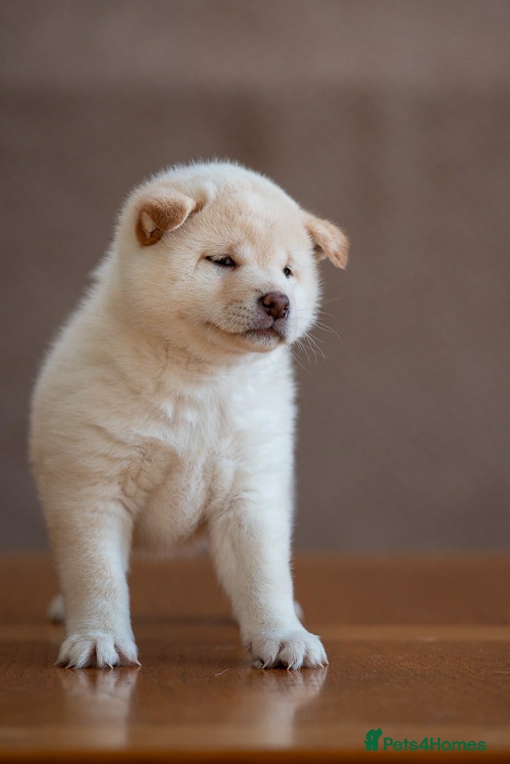 Japanese Shiba Inu dogs READY NOW Exclusive Japanese Shibas Puppies  🇯🇵 - Advert 6
