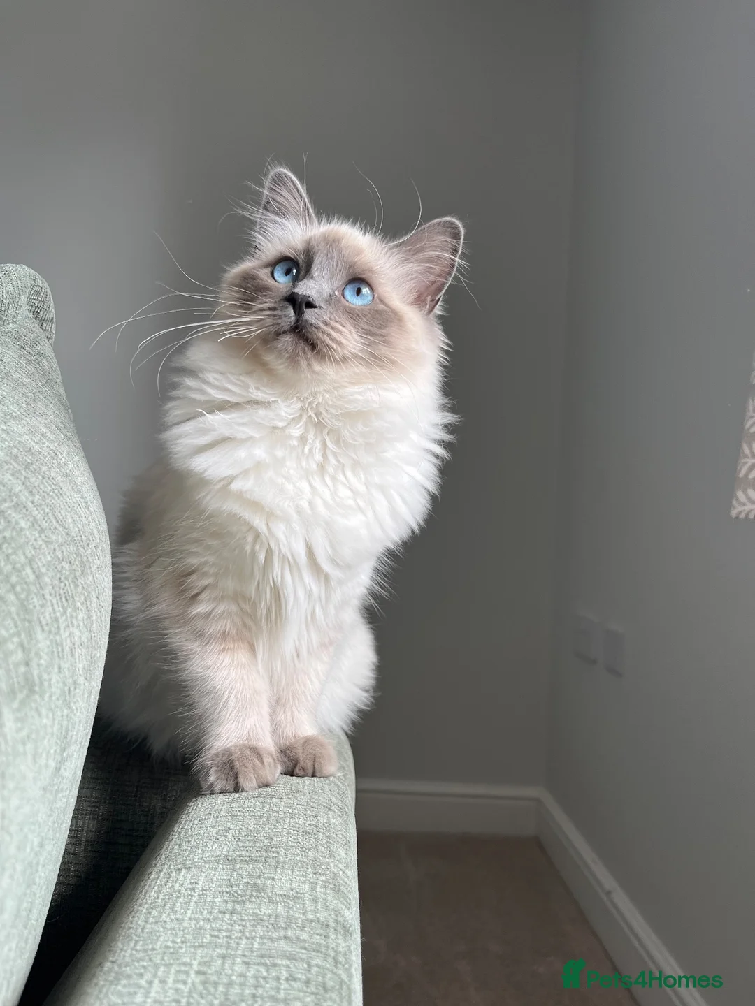 Mixed Breed cats for sale: Ragdoll cross Ready to go  - Advert 7