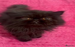 Persian cats for sale: Black male persian - Image 4