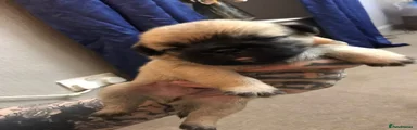Mixed Breed 1