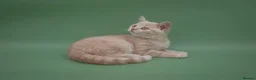 British Shorthair cats for sale: Rare Champion-Line Cream British Shorthair Girl - Advert 2