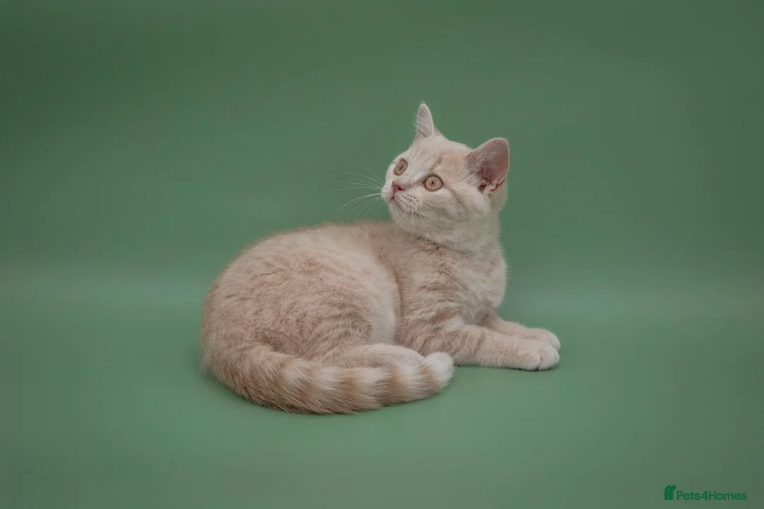 British Shorthair cats for sale: Rare Champion-Line Cream British Shorthair Girl - Advert 2