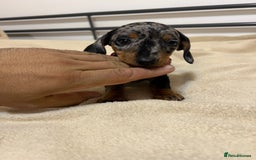 Miniature Dachshund dogs for sale: Miniature Dachshund KC last two girls  - Image 11