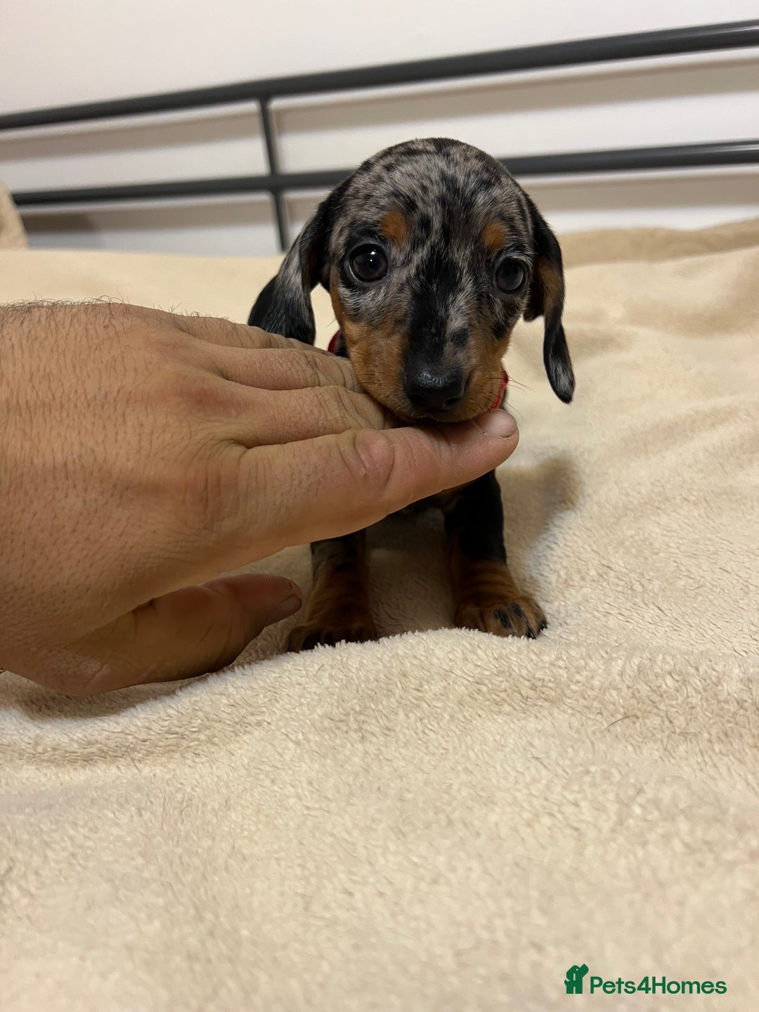 Miniature Dachshund dogs for sale: Miniature Dachshund KC last two girls  - Image 11