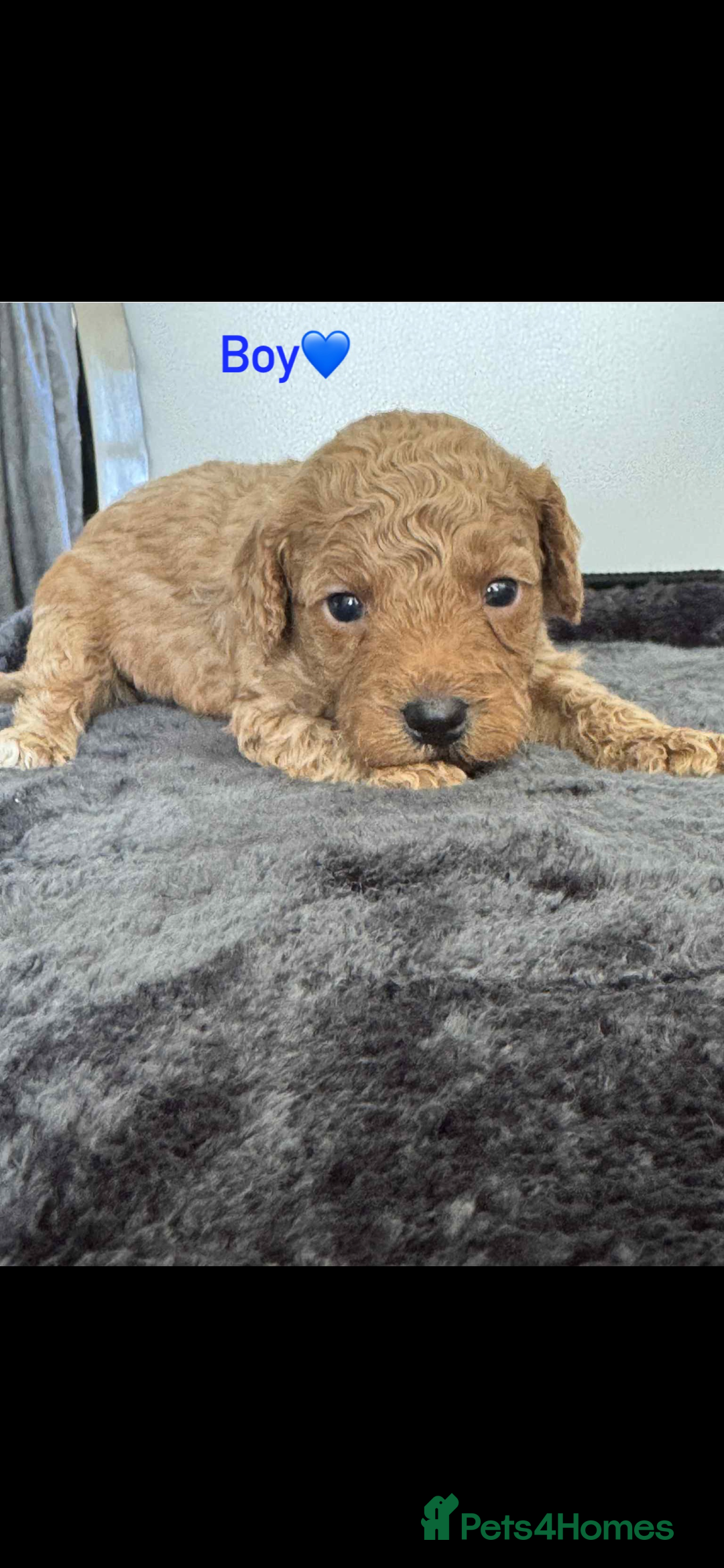Cockapoo dogs for sale: F1B cockapoo   - Image 4
