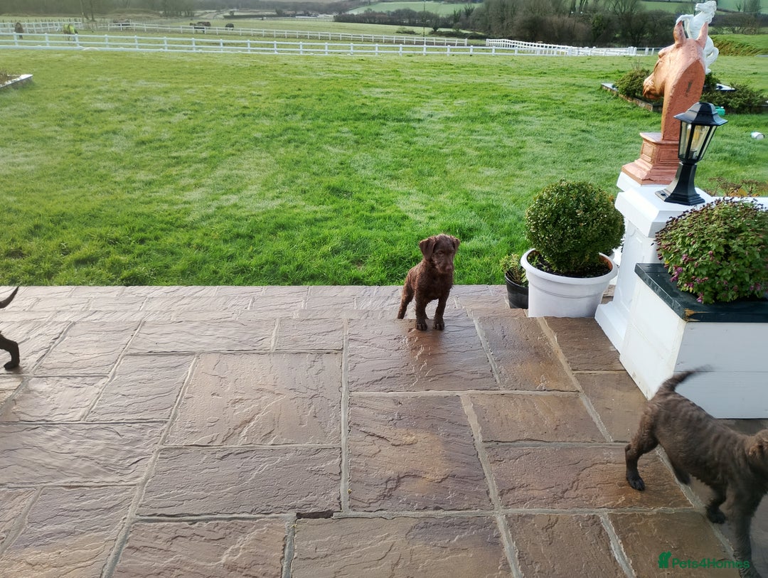 Labradoodle dogs for sale: Labradoodle puppies - Advert 15