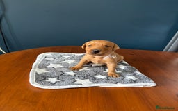 Labrador Retriever dogs for sale: 9 Red Fox Labradors - 3 male 6 female.  - Image 7