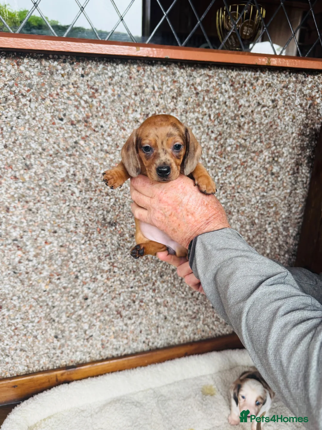 Dachshund dogs for sale: Stunning litter of dachshund pups  - Advert 2