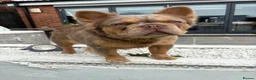 French Bulldog dogs for stud: KING KALI 👑 Fluffy French Bulldog stud - Advert 8